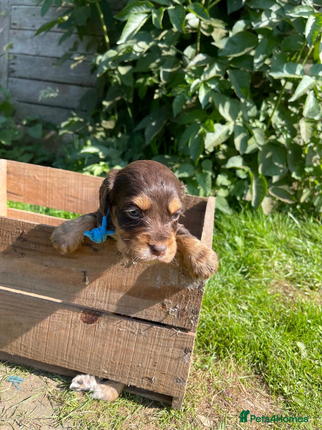 English Springer Spaniel dogs for sale: 🐾English Springer Spaniel Pups🐾 in Maidstone - Image 5