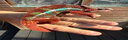 Chameleon reptiles for sale: Ambilobe Panther Chameleon  - Advert 1