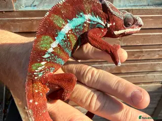 Chameleon reptiles Ambilobe Panther Chameleon - Advert 2
