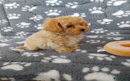 Maltipoo dogs for sale:  Maltipoo puppies  mix litter - Image 5