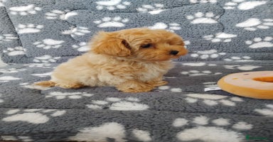 Maltipoo dogs - Advert 8