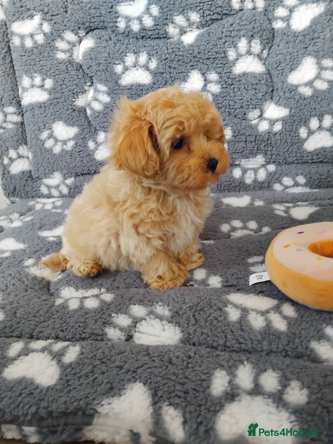 Maltipoo dogs for sale:  Maltipoo puppies  mix litter - Image 5