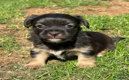 Jack Russell dogs for sale: Stunning Jack Russell’s ready in 2 weeks  - Image 7