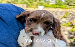 English Springer Spaniel dogs for sale: English Springer Spaniel pups for sale - Image 3