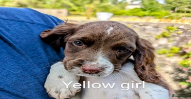 English Springer Spaniel dogs - Advert 10