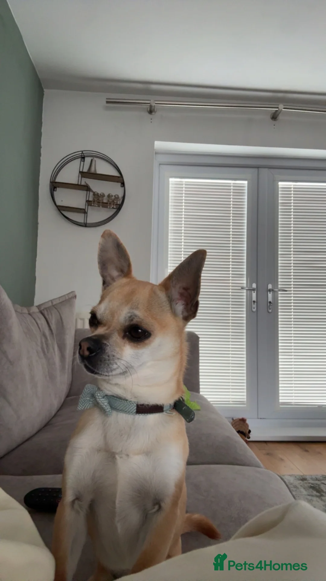 Chihuahua dogs for sale: Hi my name is Caspian - Advert 2