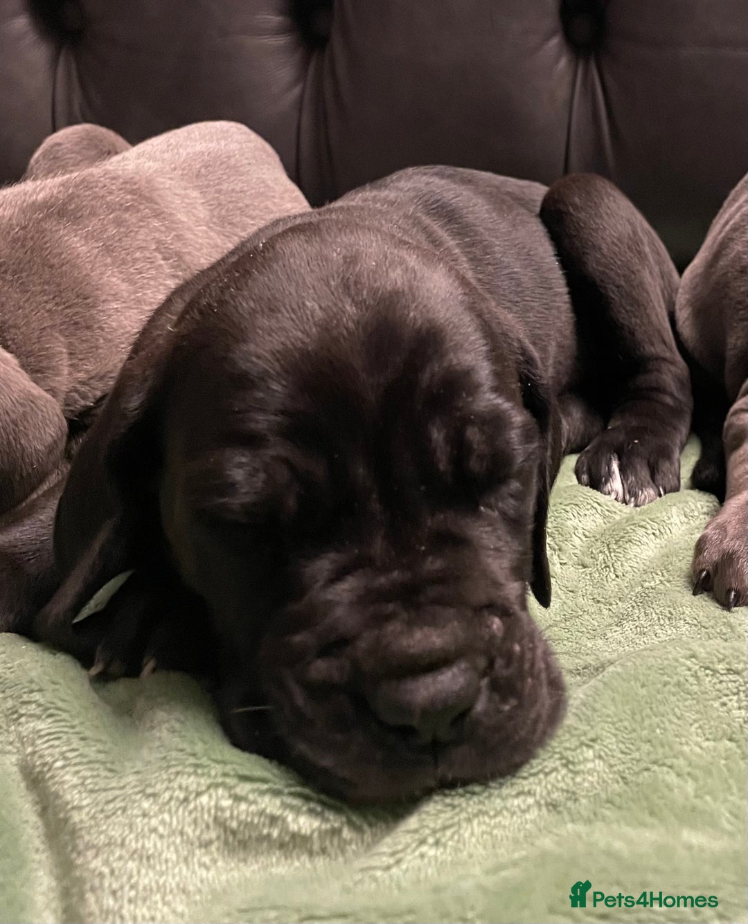 Mixed Breed dogs for sale: STUNNING MASTIFF/GREAT DANE PUPPIES - Advert 4