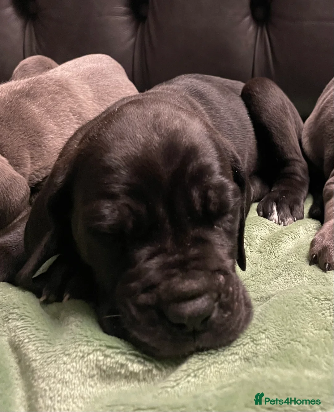 Mixed Breed dogs for sale: STUNNING MASTIFF/GREAT DANE PUPPIES - Advert 25