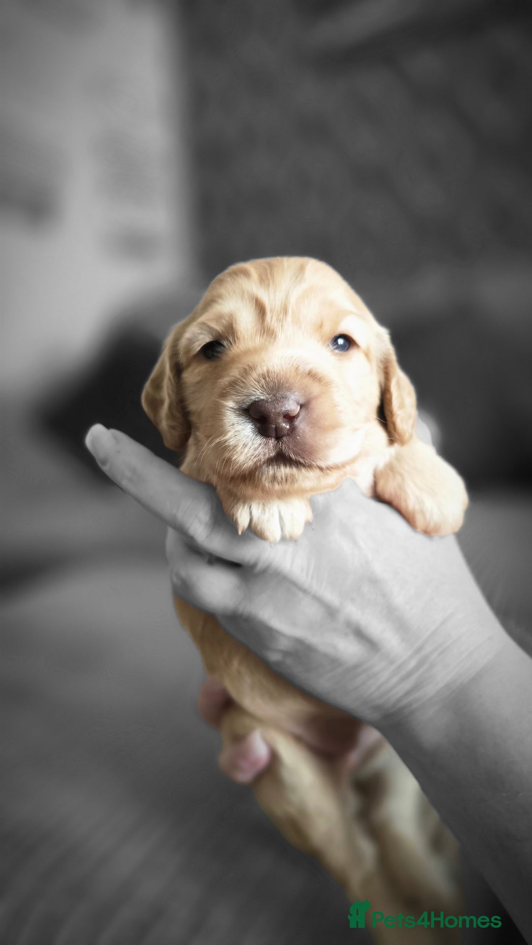 Cockapoo dogs for sale: Female cockapoo cream/beige - Image 2