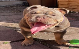 English Bulldog dogs for sale: British bulldog male  - Image 3