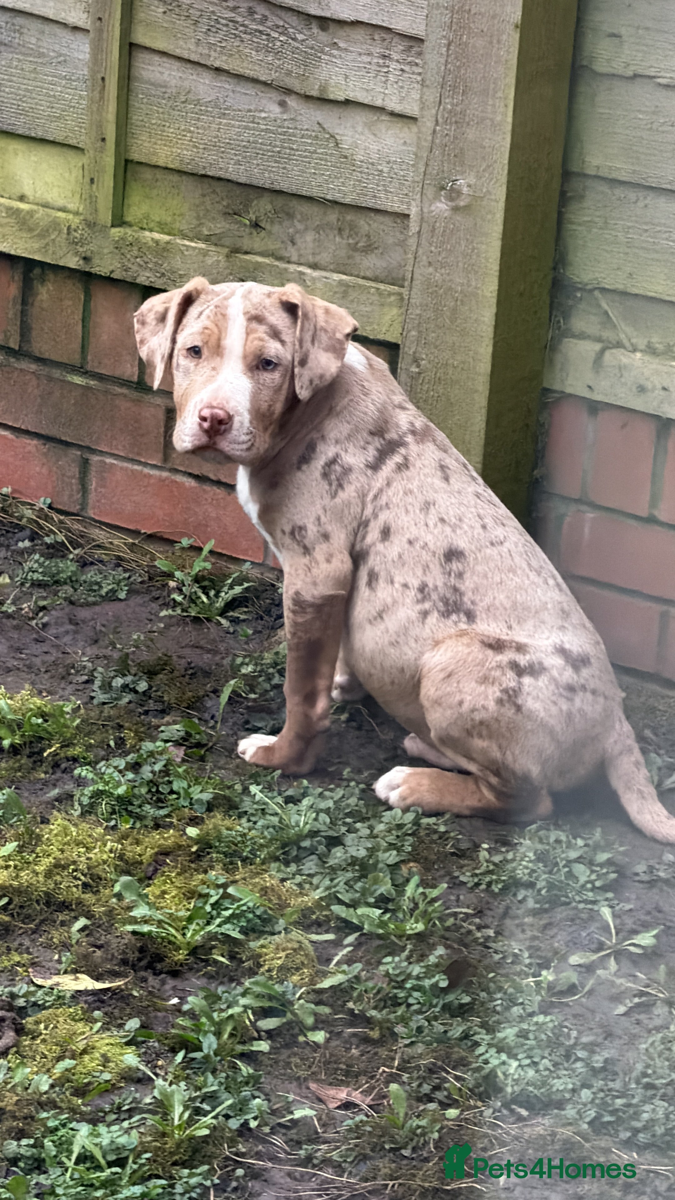 American Bulldog dogs Met our beautiful dog diesel in Stafford - Advert 4