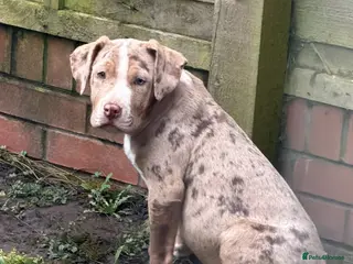 American Bulldog dogs Met our beautiful dog diesel in Stafford - Advert 4