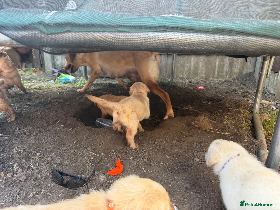 Goldador dogs for sale: Beautiful Goldador Puppies  - Advert 2