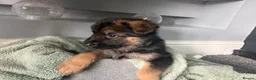 German Shepherd dogs for sale: 🐾 Beautiful kc German shepherd puppies🐾 - Advert 24