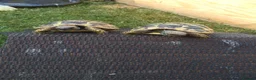 Hermann Tortoise reptiles for sale: Eastern Hermanns Tortoise 🐢  - Advert 2