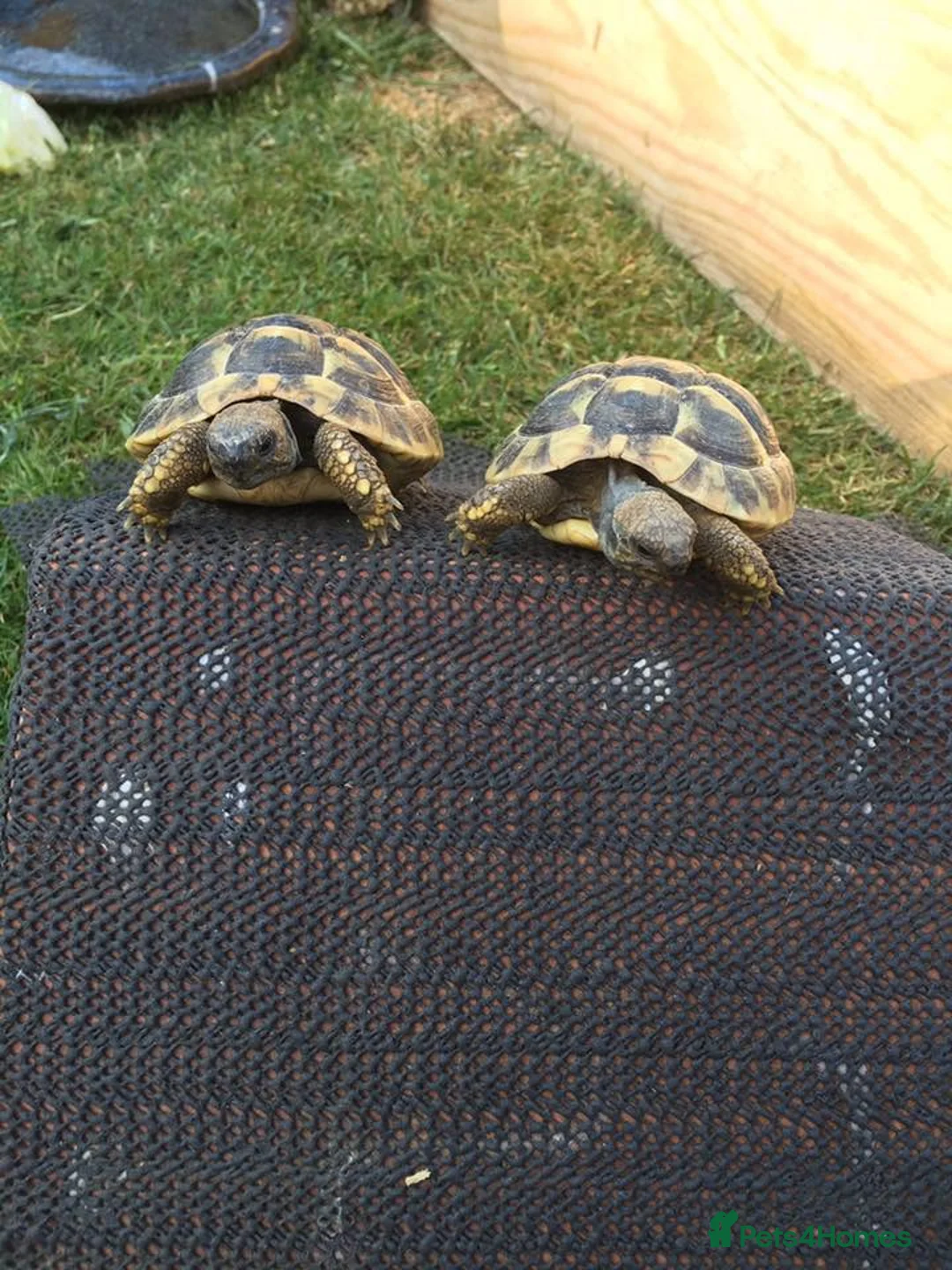 Hermann Tortoise reptiles for sale: Eastern Hermanns Tortoise 🐢  - Advert 2
