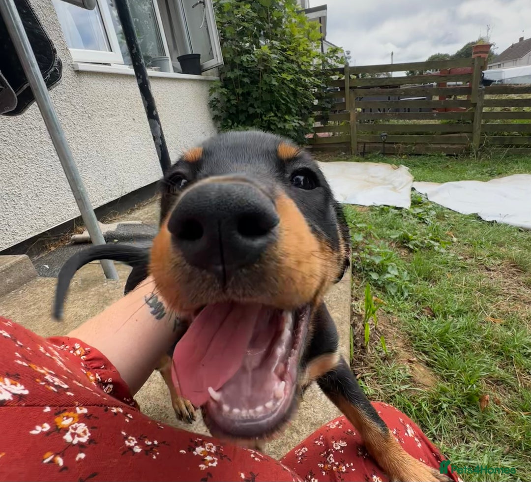 Rottweiler dogs for sale: Healthy Rottweiler puppies ready now  - Image 32