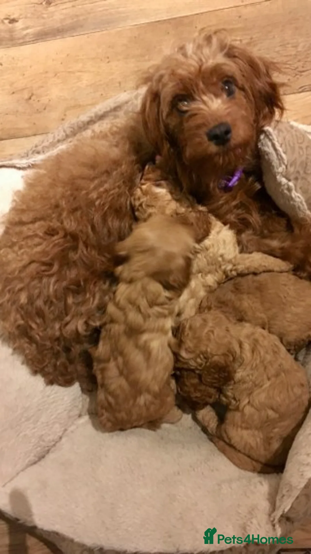 Poodle dogs for stud: Red Mini Poodle PRA Clear & Other DNA Clear in Mansfield - Advert 15
