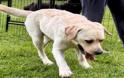 Labrador Retriever dogs for adoption: Lucia’s Story - Minutes from Death - Image 9