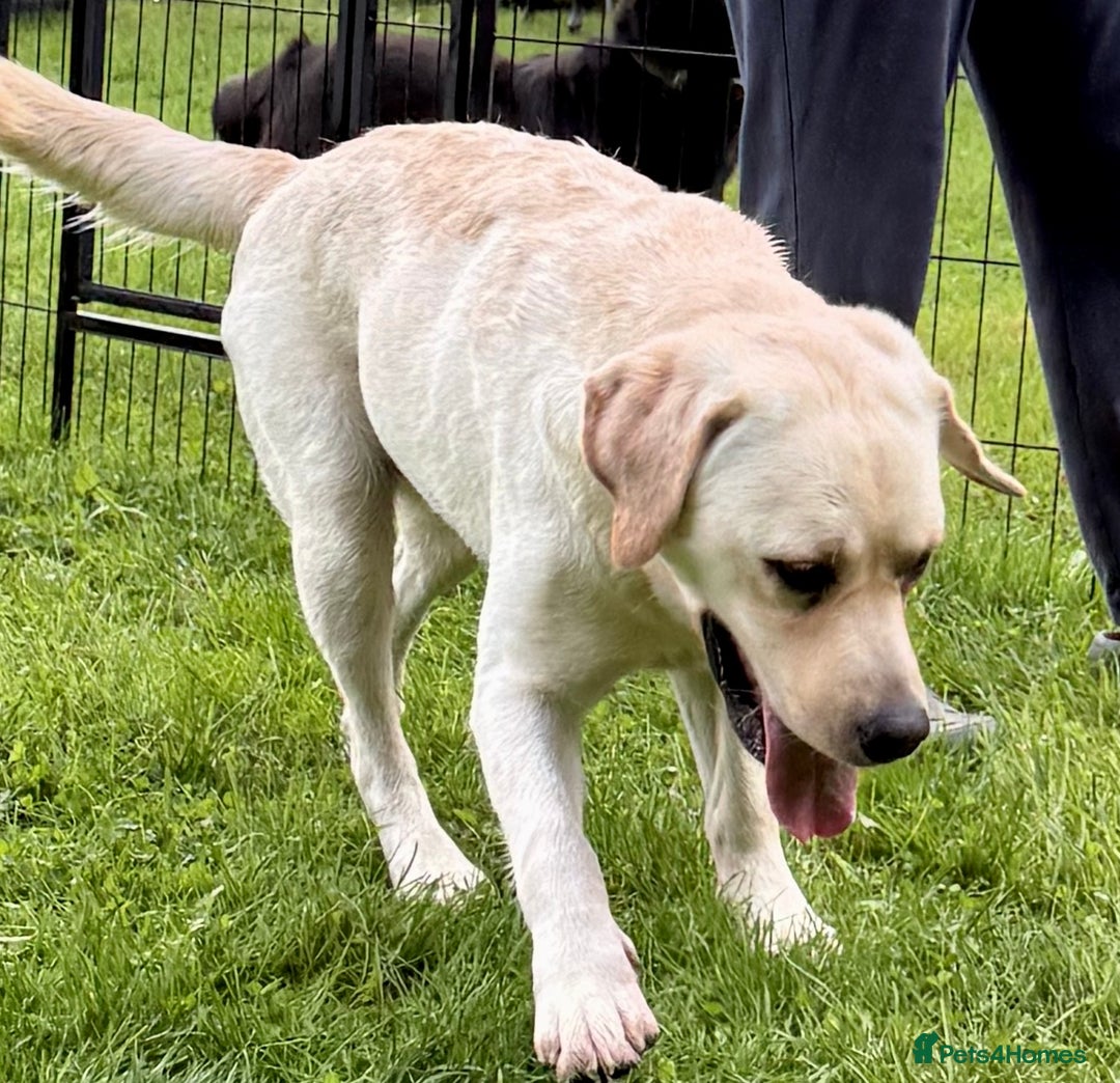 Labrador Retriever dogs for adoption: Lucia’s Story - Minutes from Death - Image 9