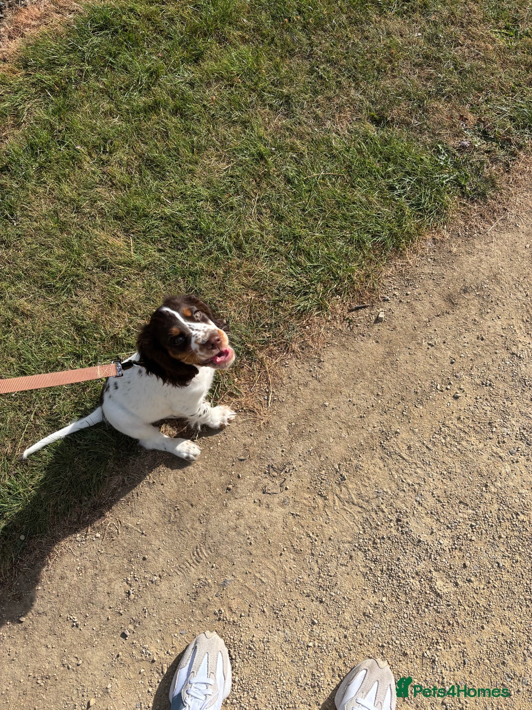 Cocker Spaniel dogs for sale: Milo  - Advert 5