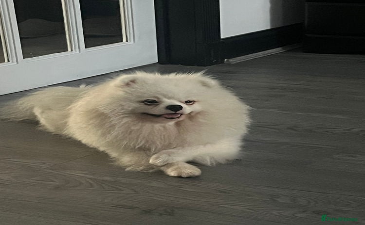 Pomeranian dogs - Advert 1
