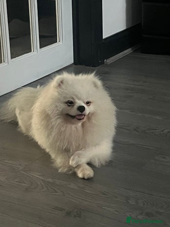 Pomeranian dogs for stud - Advert 1