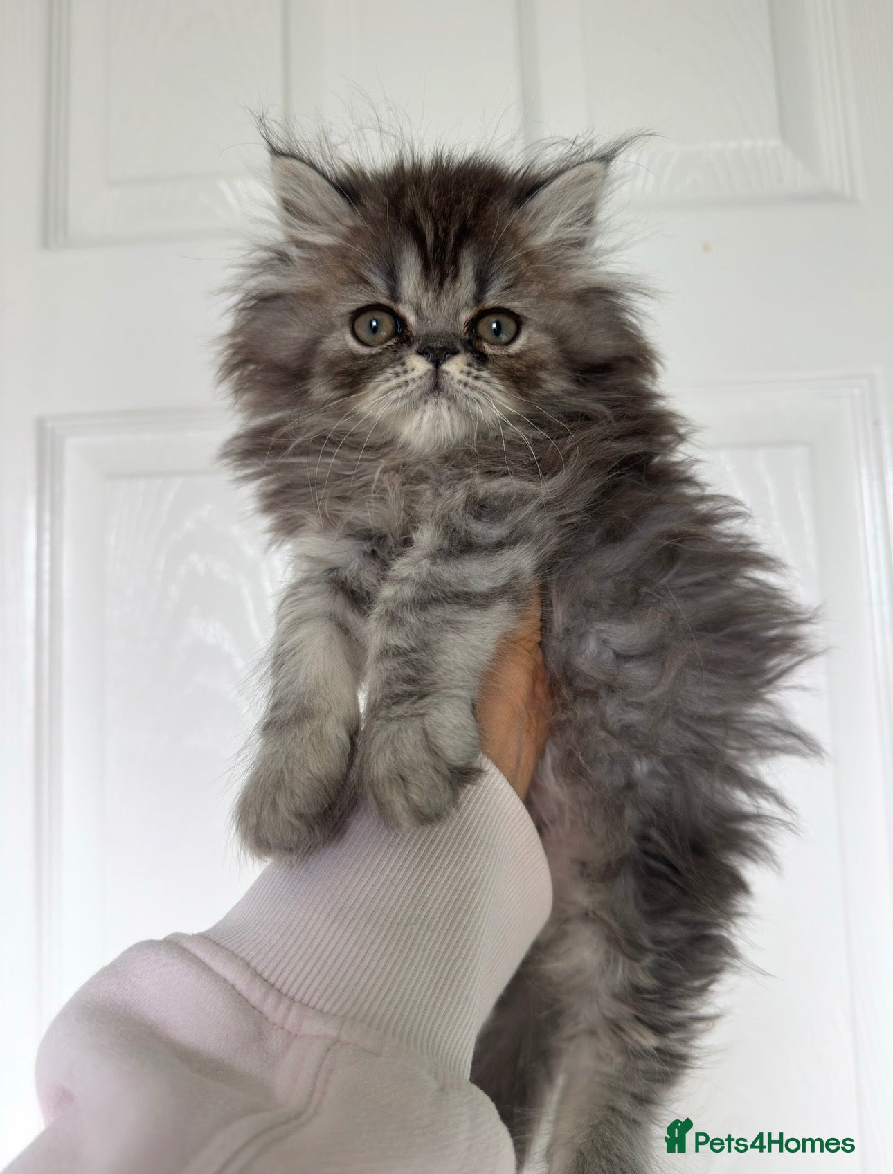 Persian cats Beautiful Persian girl - Advert 11
