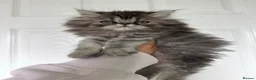 Persian cats for sale: Beautiful Persian girl in Scunthorpe - Advert 1