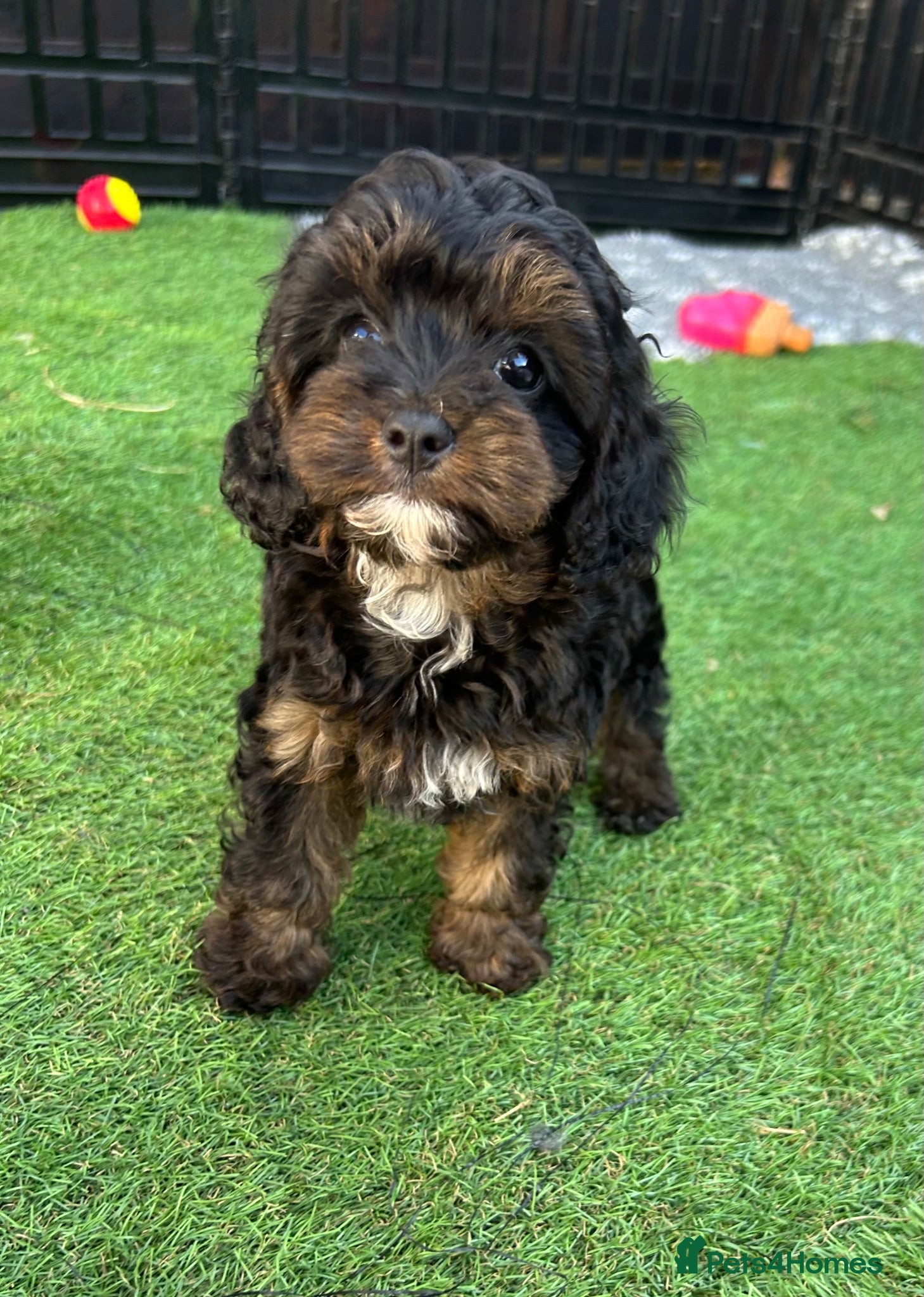 Cavapoo dogs F1 Black and Tan cavapoo puppy DNA clear  - Advert 1