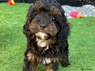 Cavapoo dogs F1 Black and Tan cavapoo puppy DNA clear - Advert 1