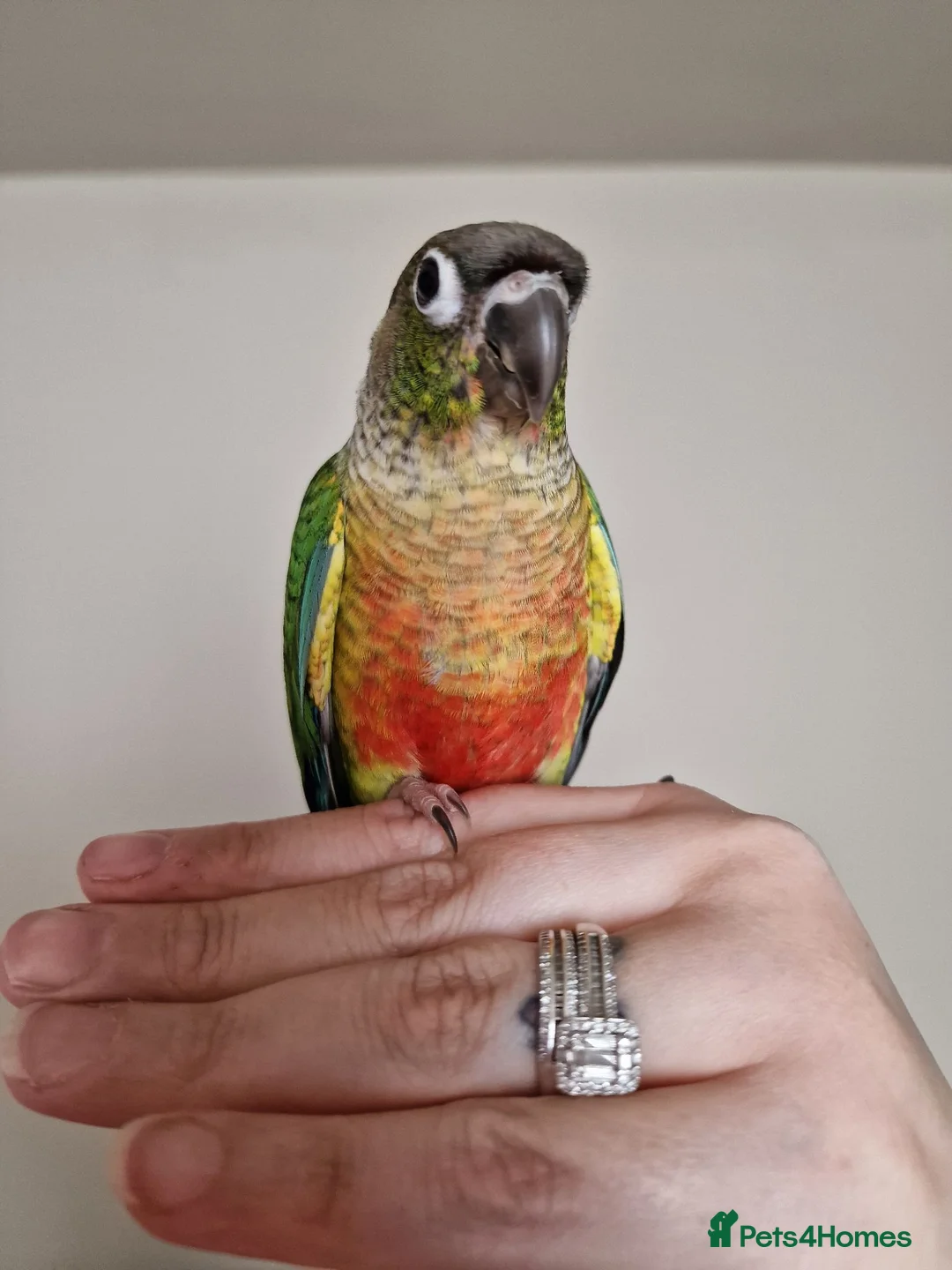 Conures birds for sale: Beautiful fully hand reared conures  - Advert 15
