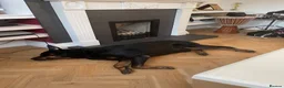 Rottweiler dogs for sale: Belly, 8-Year-Old Loving Rottweiler - Advert 3