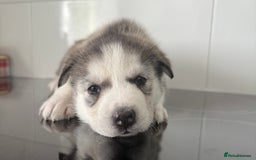 Siberian Husky dogs for sale: Male Siberian Husky Pups  - Image 11