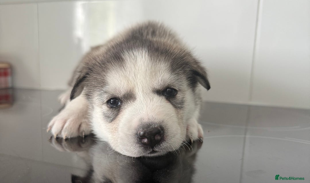 Siberian Husky dogs for sale: Male Siberian Husky Pups  - Image 11