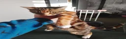 Bengal cats for sale: Kittens in Chorley - Advert 1