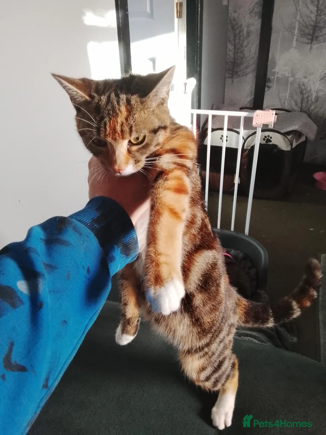 Bengal cats for sale: Kittens in Chorley - Advert 1