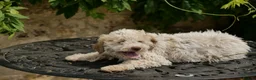 Lagotto Romagnolo dogs for sale: Lagotto Romagnolo - Advert 16