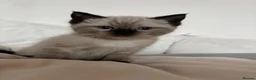 Ragdoll cats for sale: Ragdoll x mink tonkinese kittens  - Advert 21