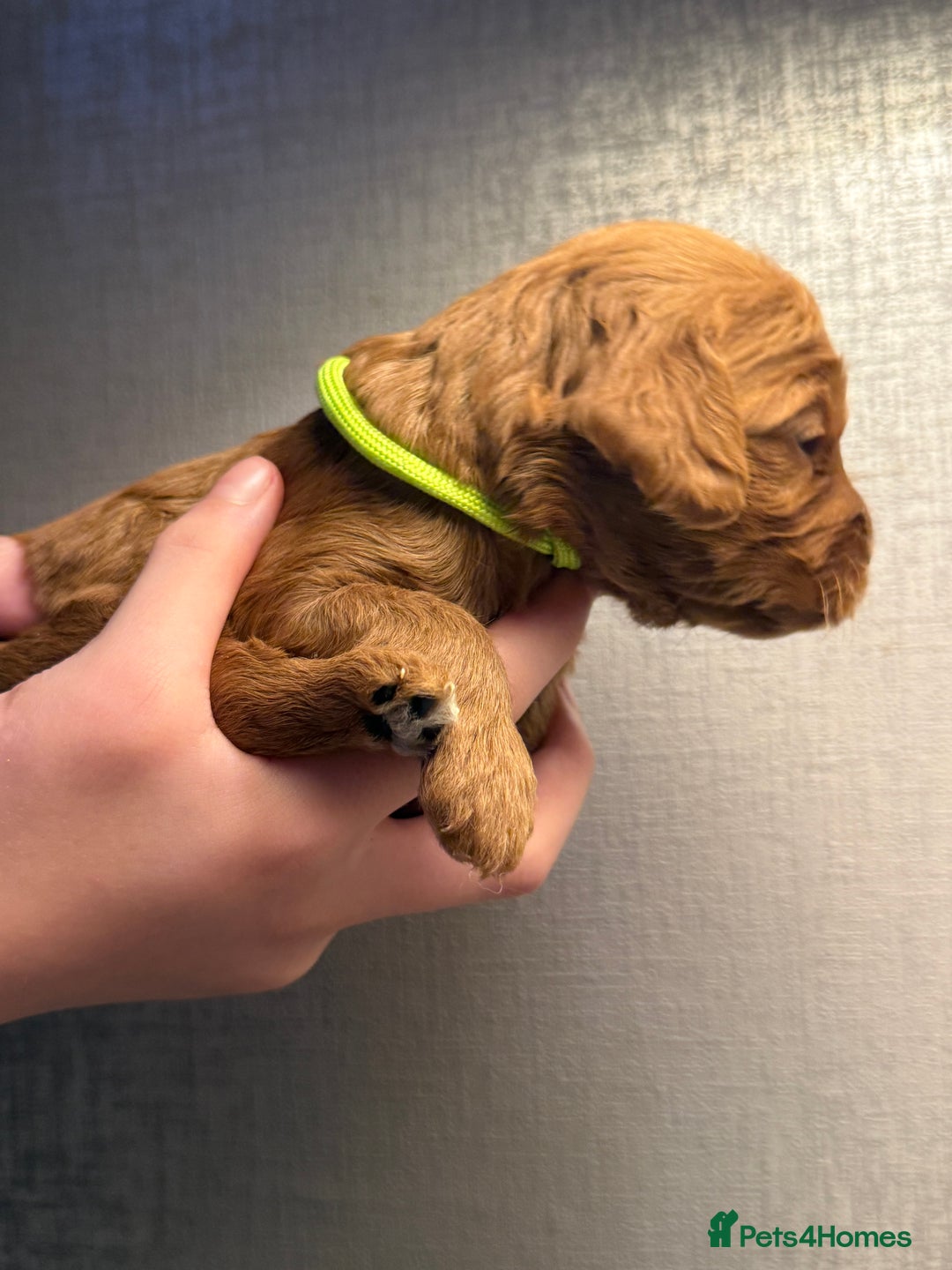 Cockapoo dogs for sale: Cockapoo F1 - Advert 30