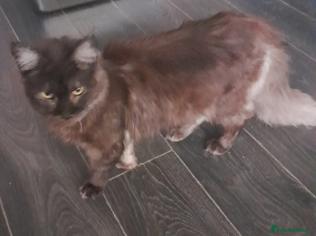 Maine Coon cats for sale: Stunning girl - Advert 5