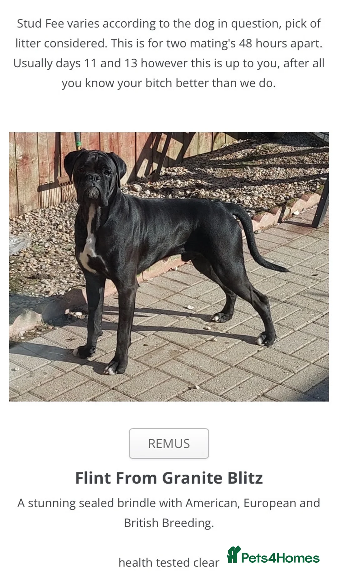 Boxer dogs for sale: Kc reg boxer pups bobtail and full tail  - Advert 2