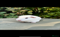 Guinea Pig rodents for sale: 2 pairs and Kavee cage - Image 3