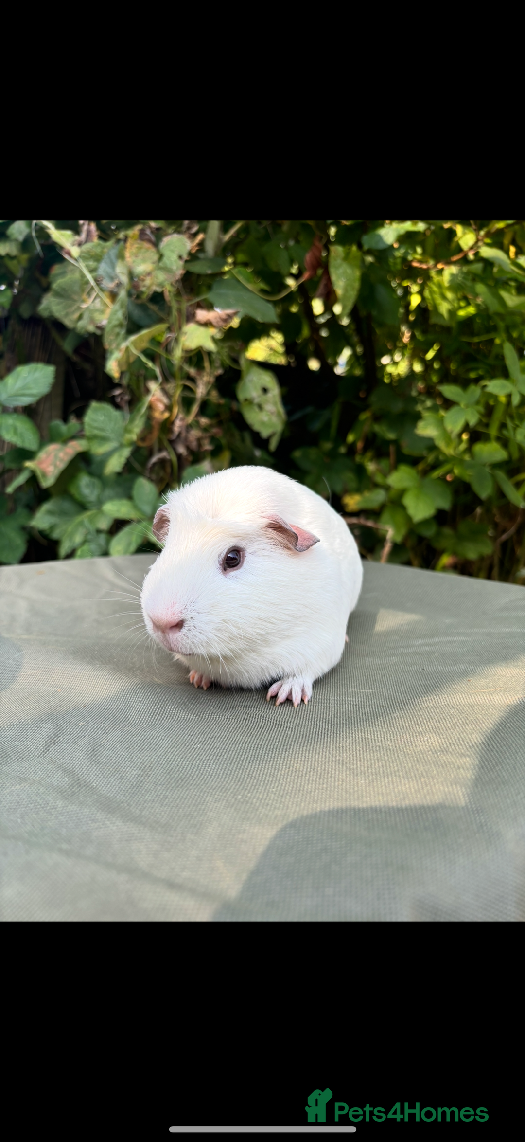 Guinea Pig rodents for sale: 2 pairs and Kavee cage - Image 3