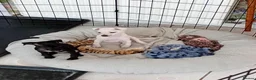 Italian Greyhound dogs for sale: Italian Greyhound puppies - Advert 3