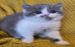 British Shorthair cats for sale: ONE GIRL LEFT GCCF reg BSH kittens - Image 26