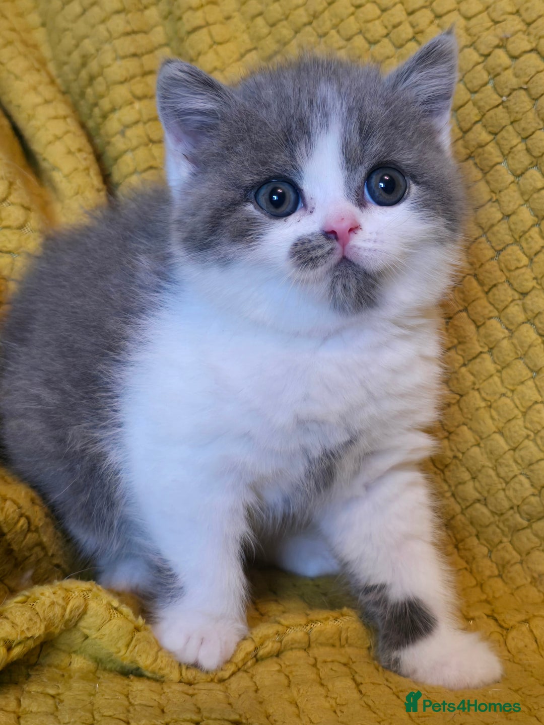 British Shorthair cats for sale: ONE GIRL LEFT GCCF reg BSH kittens - Image 26