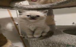 Ragdoll cats for sale: Beautiful friendly ragdol kittens  - Image 5