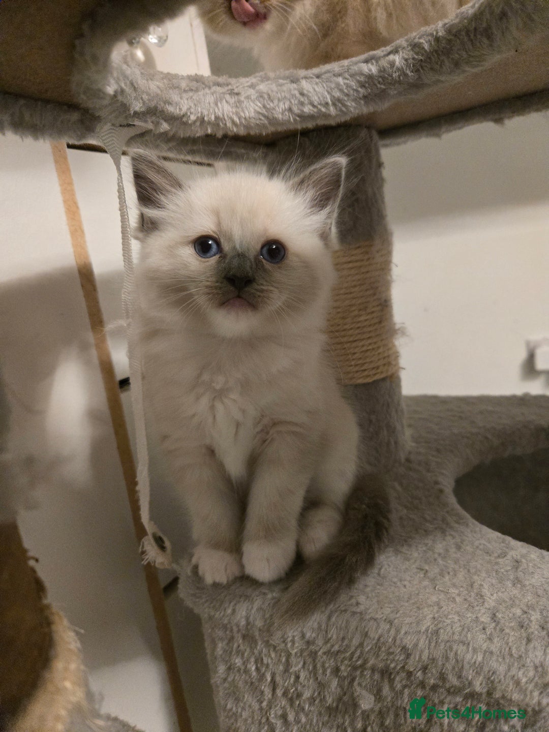 Ragdoll cats for sale: Beautiful friendly ragdol kittens  - Image 5