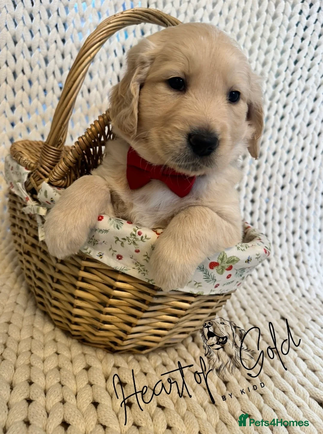 Golden Retriever dogs for sale: KC last boy  ❤️ on holiday 11-18.05 , final price  - Advert 40